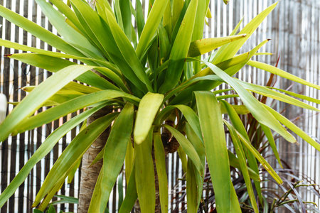 Growing Yucca Plantsの写真素材