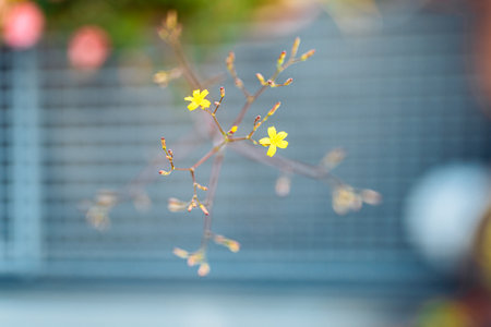 small yellow flowers on blurred gray backgroundの写真素材