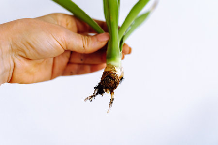 Growing Yucca Plantsの写真素材