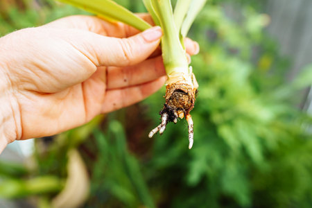 Growing Yucca Plantsの写真素材