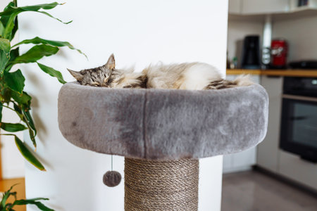 domestic cat sleeping on cat tree scratching postの写真素材