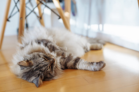 fluffy domestic cat lazily lies on parquet floor in room, in sun raysの写真素材