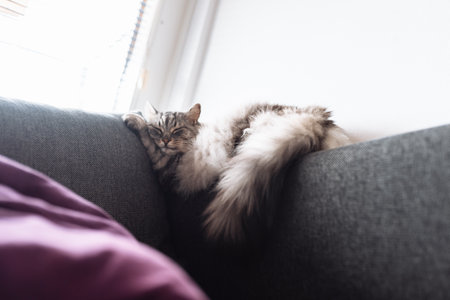 Portrait sleeping maine coon catの写真素材
