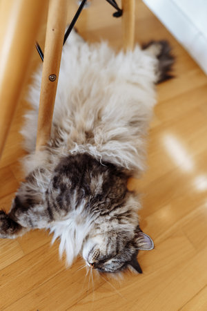 fluffy domestic cat lazily lies on parquet floor in room, in sun raysの写真素材