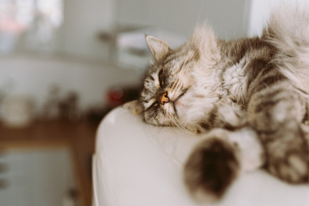 large domestic fluffy cat Maine Coon breed lies sleeping on refrigeratorの写真素材