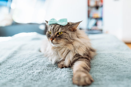 portrait fluffy gray catの写真素材