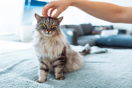 portrait fluffy gray catの写真素材