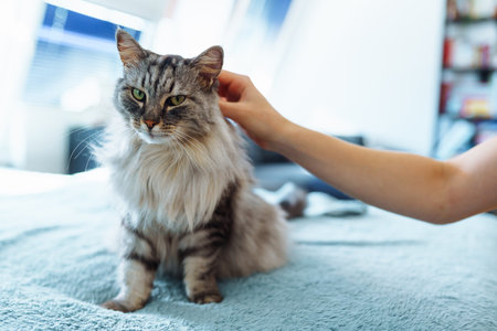 portrait fluffy gray catの写真素材