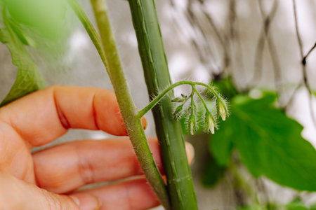 vegetable garden on windowsillの写真素材