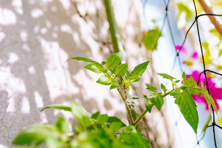 vegetable garden on windowsillの写真素材
