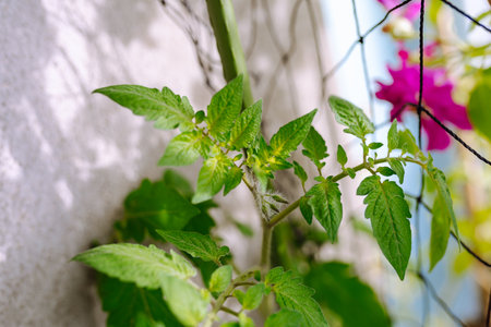 vegetable garden on windowsillの写真素材
