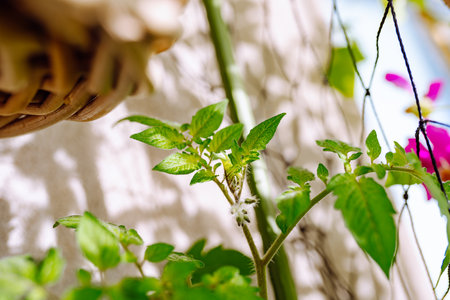 vegetable garden on windowsillの写真素材