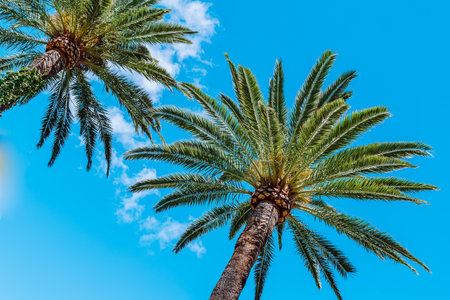 palm trees against blue skyの写真素材