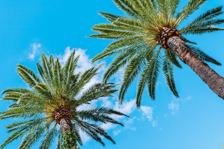 palm trees against blue skyの写真素材