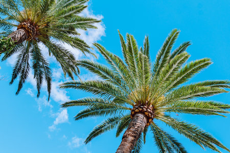palm trees against blue skyの写真素材