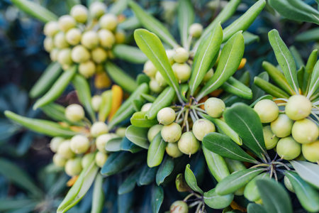 pittosporum fruits tropical plantの写真素材