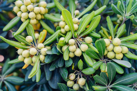 pittosporum fruits tropical plantの写真素材