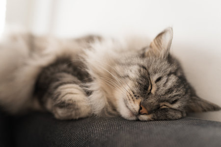close up grey fluffy sleeping catの写真素材