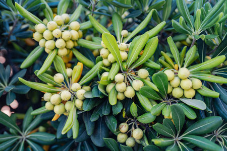 pittosporum fruits tropical plantの写真素材