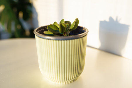 sprout in flowerpot Crassula plantの写真素材