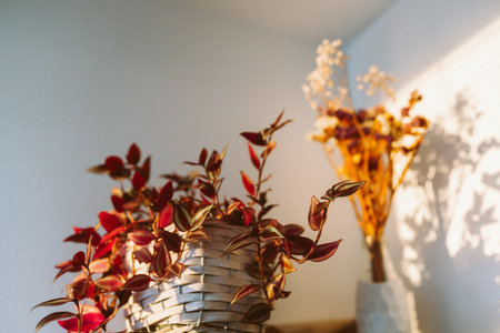 Tradescantia with red leaves sun raysの写真素材