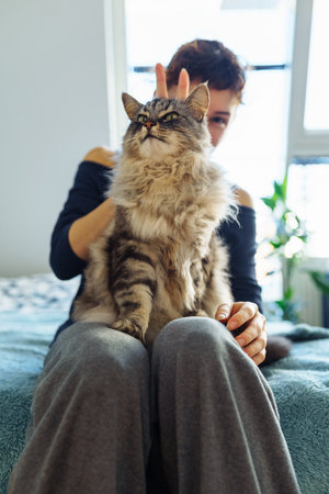 womans hands hugging and scratching a fluffy gray catの写真素材