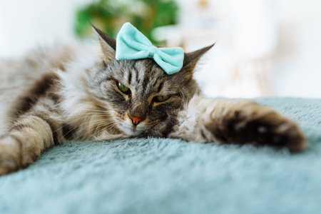 portrait fluffy gray catの写真素材