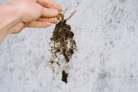 dry garden plant root hand