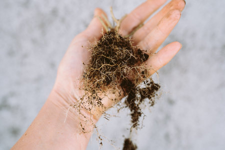 dry garden plant root hand