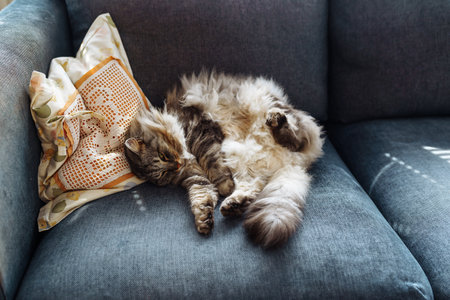 close up grey fluffy sleeping catの写真素材