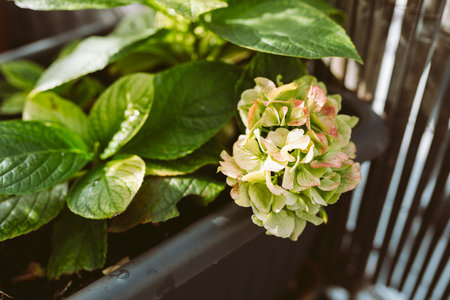 garden hydrangea with flower stalkの写真素材