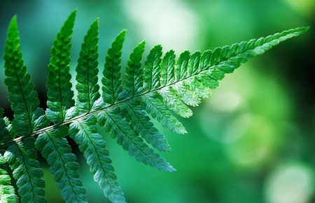 Fern leaves on a green background (lat. Polypodi?phyta).Horizontal format.