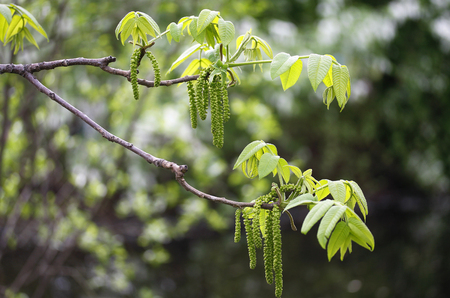 the new leaves on the sprig in the spring, close-upの写真素材