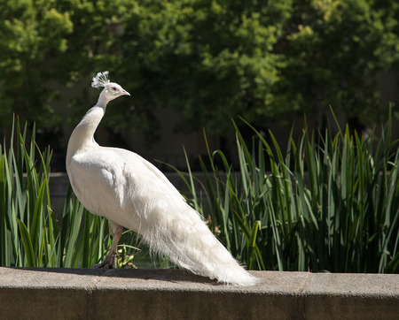 White Peacock on a background of green grass. Summer, sunny day. Horizontal format.の写真素材