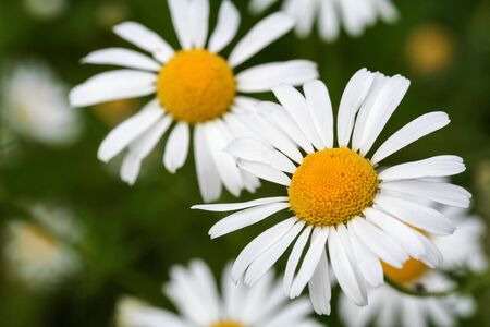 Daisy flowers on a summer day on a green background. Close-up.の写真素材