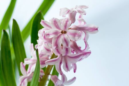 White-pink hyacinth (lat. Hyacinthus orientalis) on a light background. Close-up.の写真素材