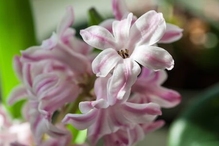 White-pink hyacinth (lat. Hyacinthus orientalis), close-up. Selective focus.の写真素材