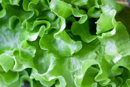 Wavy green lettuce as an abstract natural background, textureの写真素材