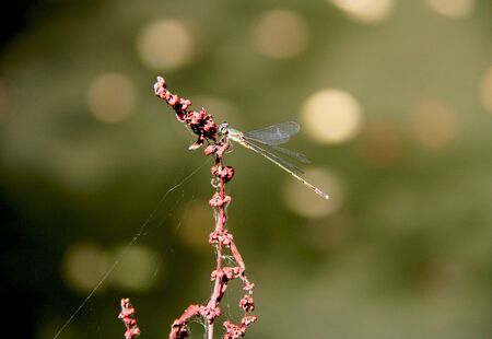 The dragonfly sits on the stem of a dried plant, covered in cobwebs, on a summer sunny day....