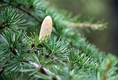 Cedar branches (lat.CÃ©drus atlÃ¡ntica) with a new cone. Summer sunny day. Close-up. Selective focus.の写真素材