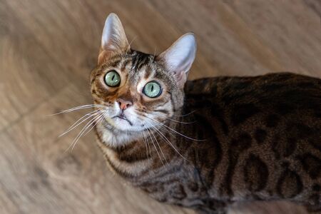Portrait of a beautiful bengal cat. The cat is looking up at the camera. Selective focus.
