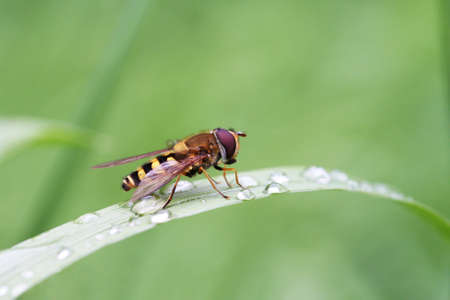 The Hoverfly sits on a wet blade of grass covered with dew drops. Green background, selective focus.