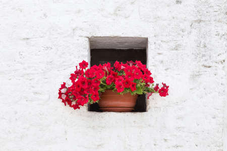 Red petunia flowers in a ceramic pot on the background of a white wall at home. Summer sunny day, outdoors.の写真素材