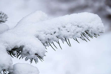 Close-up of a fir branch under the snow in the park during a snowfall. Natural snowy winter background.の写真素材