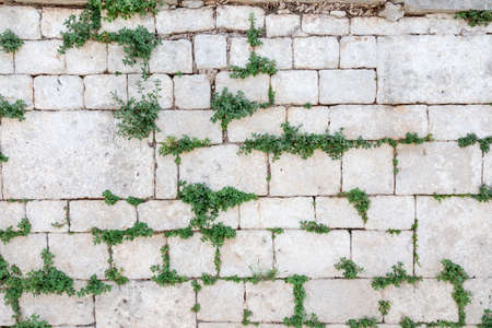 White stone wall, overgrown with green grass, as a natural background, textureの写真素材