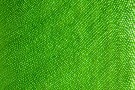 The structure of a green leaf of a plant as a natural background, texture. Macro shot.の写真素材
