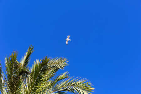 Bottom view of the crown of a palm tree and a flying seagull against the bright blue sky on a summer sunny day.の写真素材