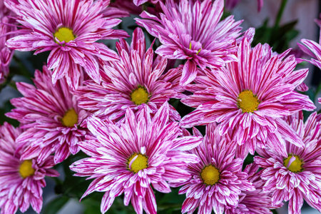 A bouquet of bright variegated white-pink chrysanthemums close-up, as a natural floral background.の写真素材