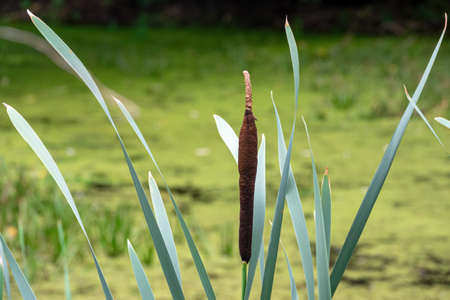 Close-up of an inflorescence of Cattail (lat. TÃ½pha) against a background of green leaves and water. Selective focus.の写真素材