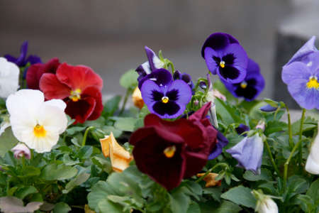 Bright multicolored Pansy flowers in a flowerpot on a city street in summer. Selective focus.の写真素材